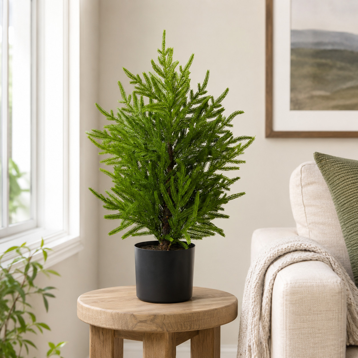 2′ Norfolk Island Pine “Natural Look” Tree in Planter