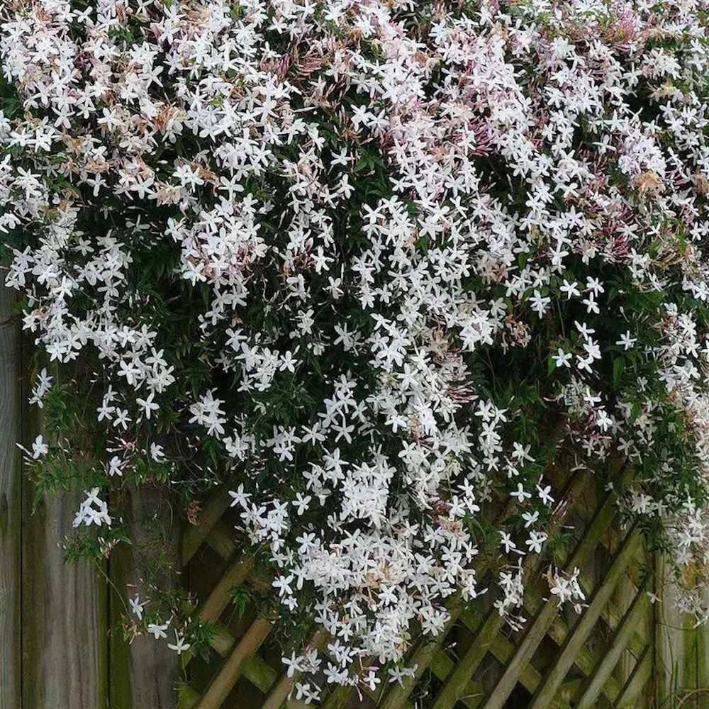 (10) JASMINE SEEDS rare exotic fragrant flower vine garden USA SELLER W/TRACK