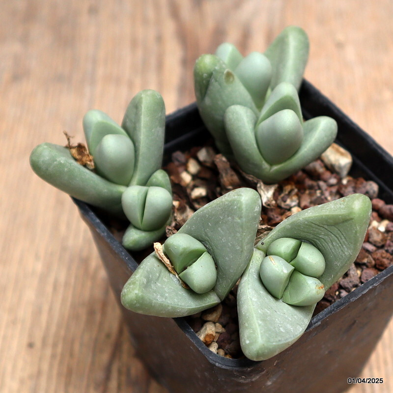 D928 ARGYRODERMA FRAMESII pot7-H5-W11 cm MaMa Cactus