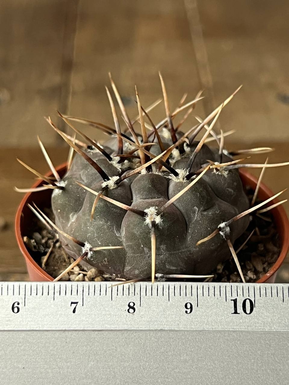 A43-1191 Gymnocalycium esperanzae RS2248, Cienaga del Coro, Minas, own root