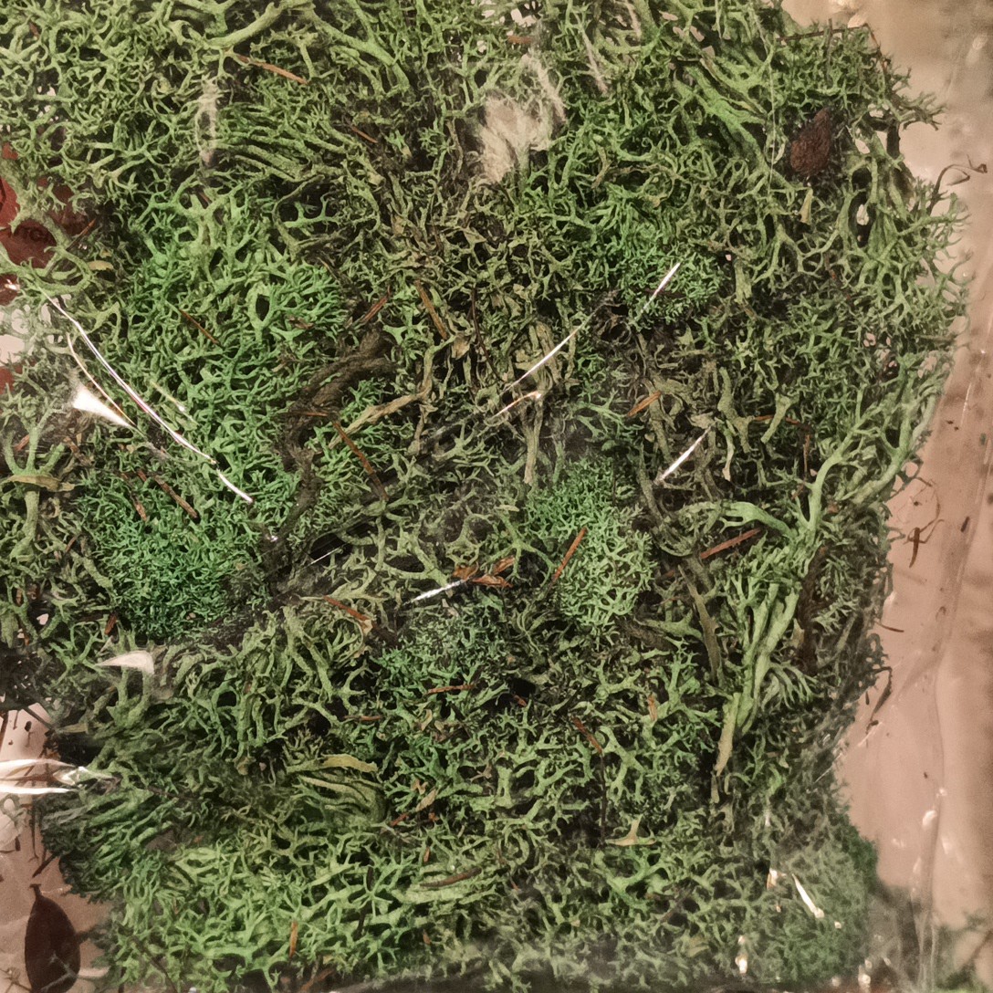 FLORAL GARDEN LOT – 1 -Floral Moss – 67 Cu. In. and 3 Reindeer Moss 24 Cu. In.