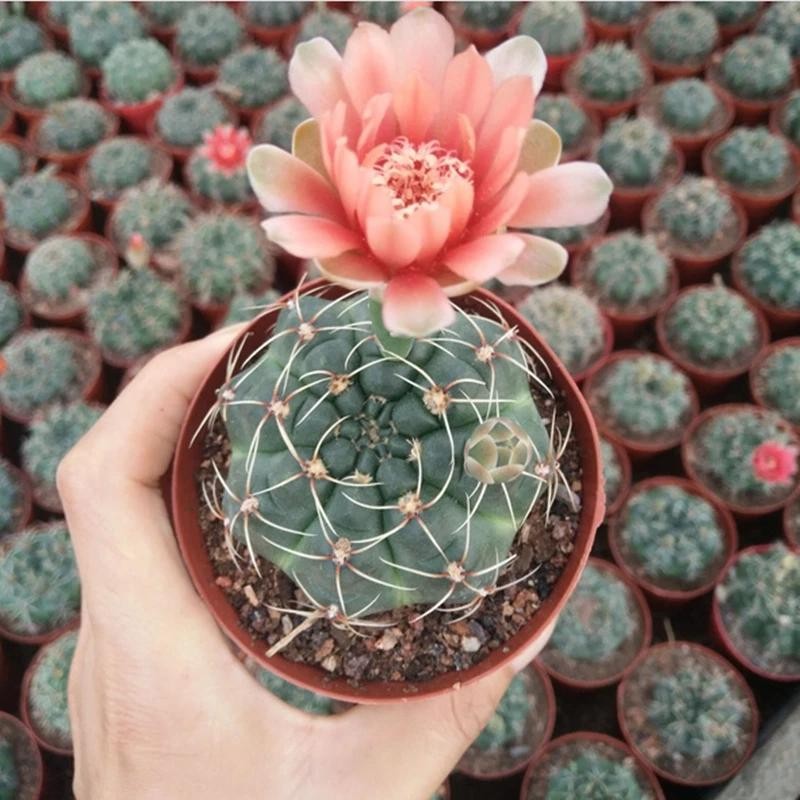 Gymnocalycium baldianum Chin Cactus Cactus Cacti Succulent Real Live Plant