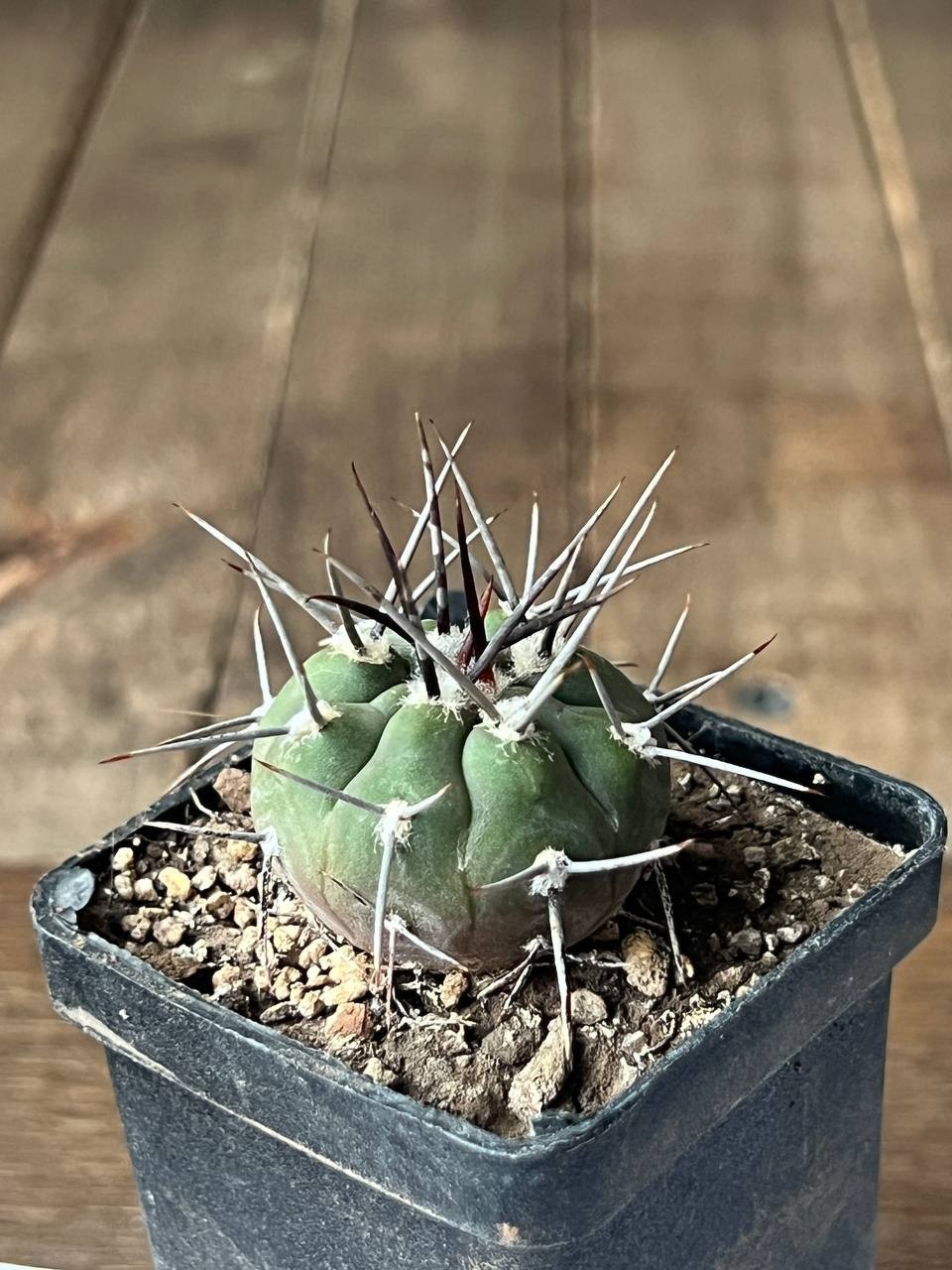 A43-362 Gymnocalycium bozsingianum, VS 19, Villa Chepes, La Rioja, own root