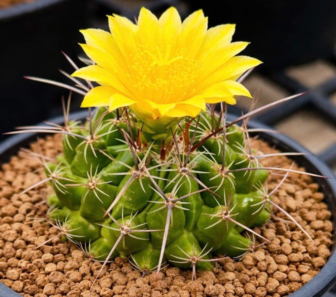 Thelocactus saussieri SEEDS – Rare Cactus SEEDS