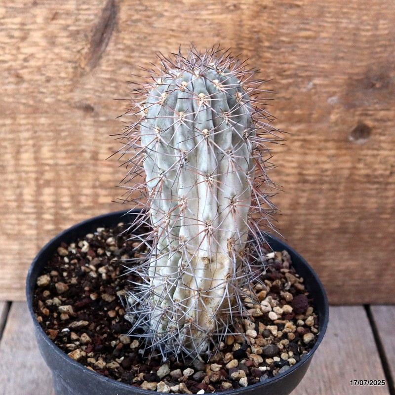 D5364 ACANTHOCALYCIUM GLAUCUM pot14-H13-W5 cm MaMa Cactus