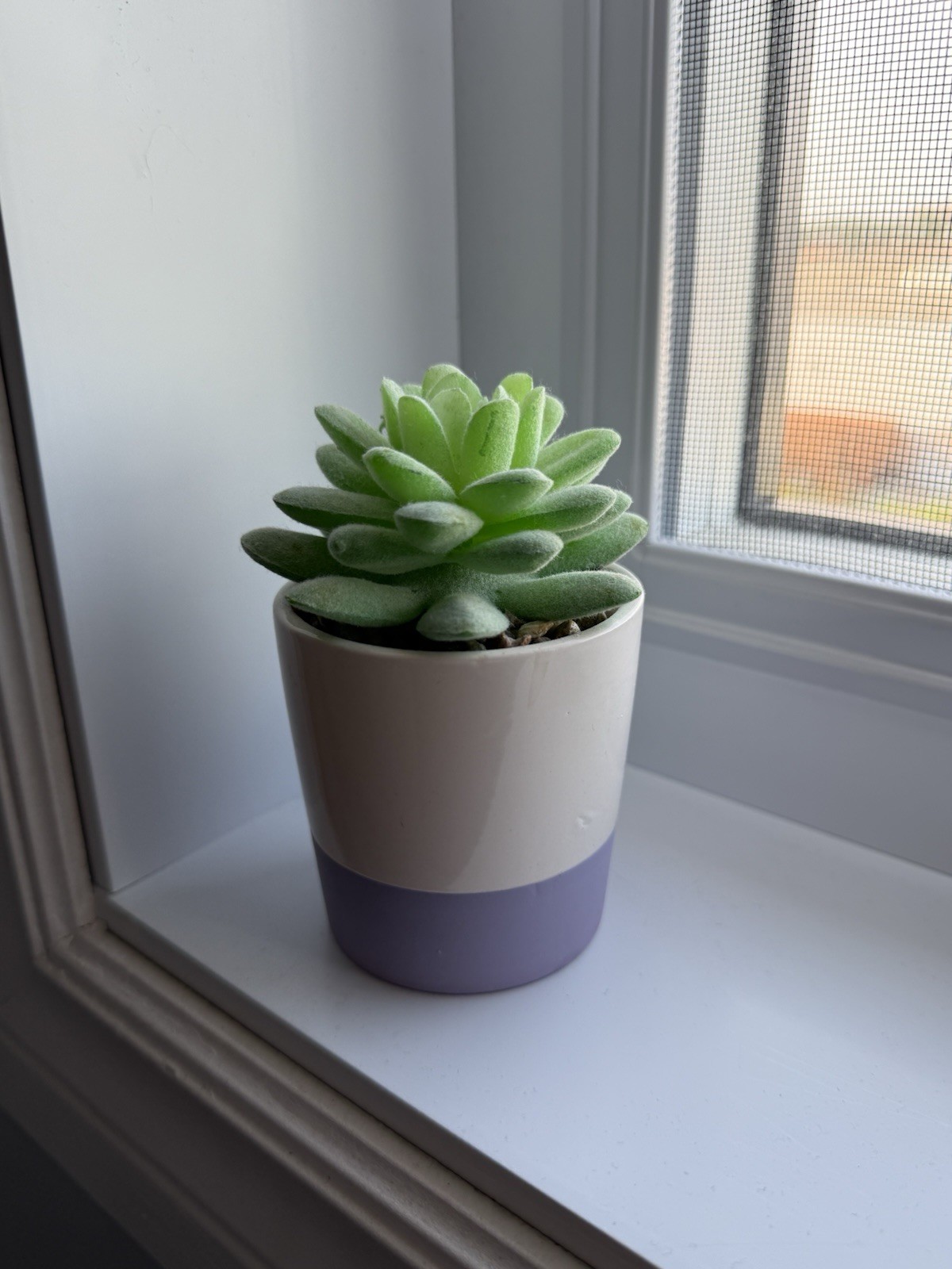 Fake Artificial Succulent Plant in a purple white pot with fake rocks Home Decor