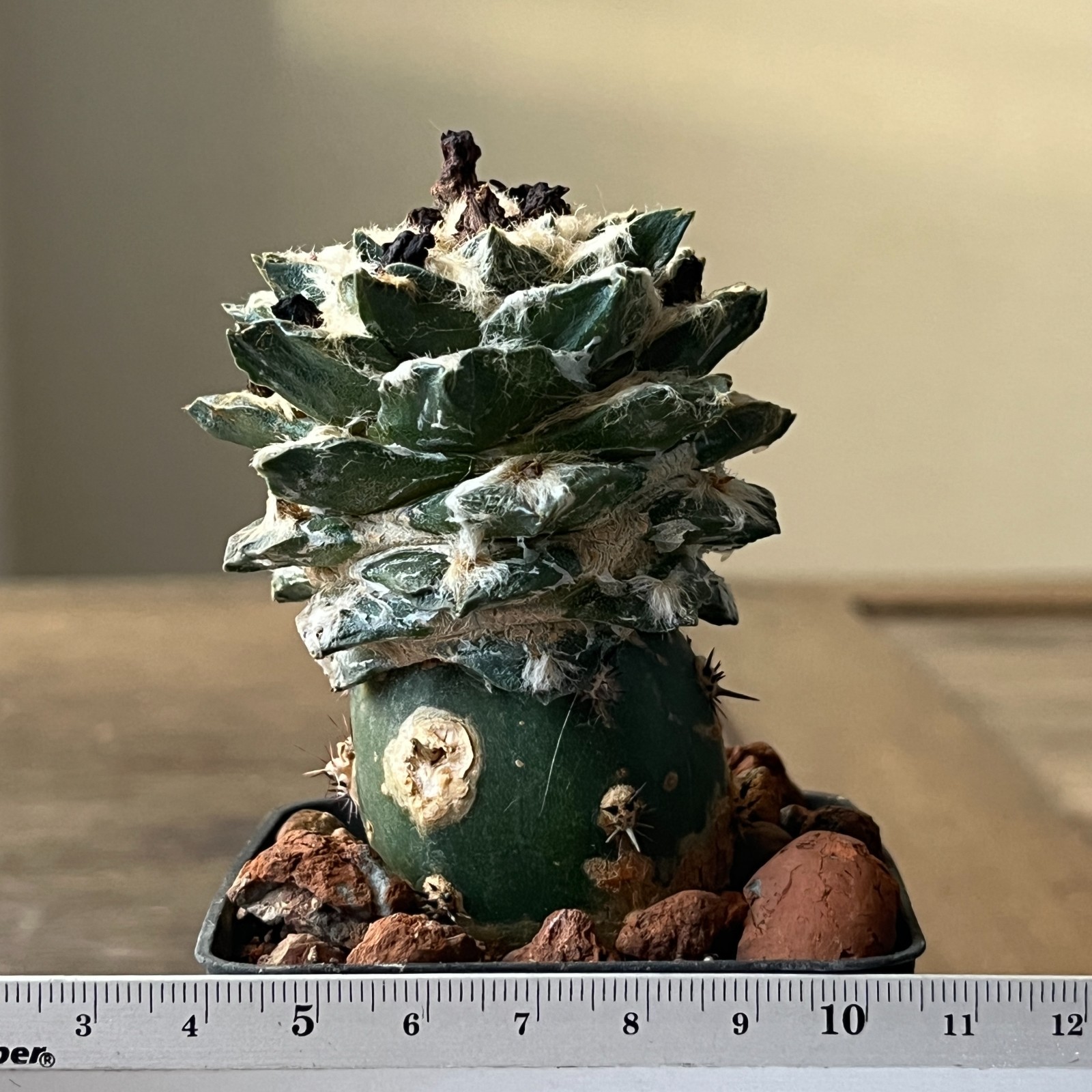 A52-853 Cactus hybrid (scaph x agavoides), grafted