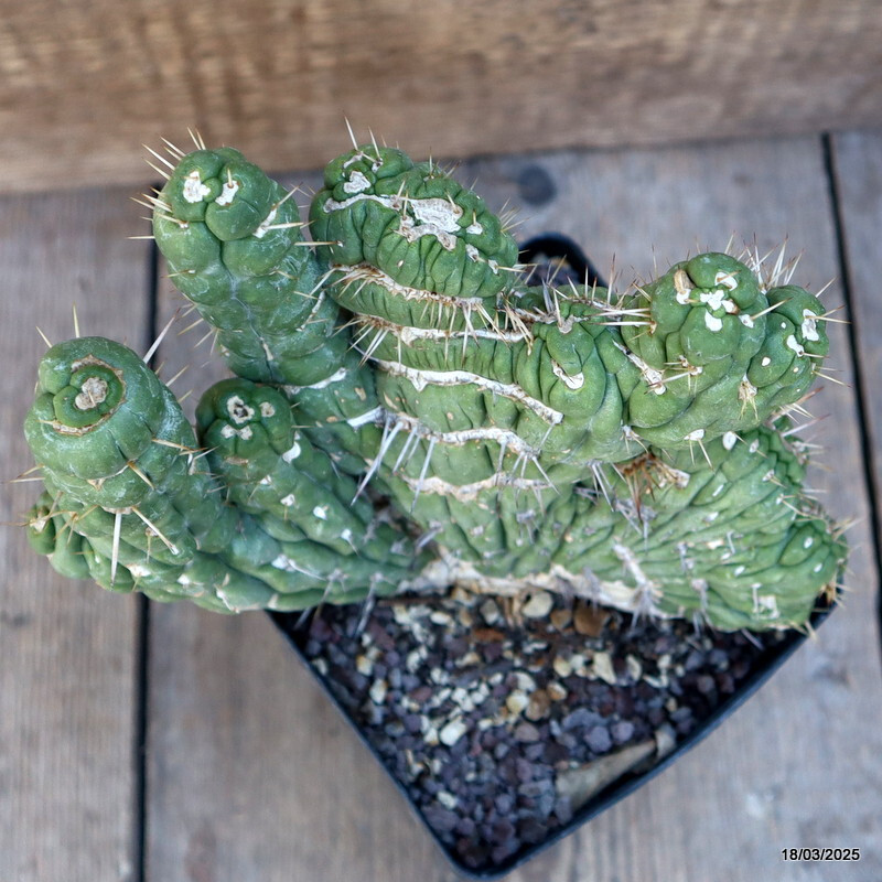D3086 EULYCHNIA CASTANEA CRESTED pot12-H15-W17 cm MaMa Cactus