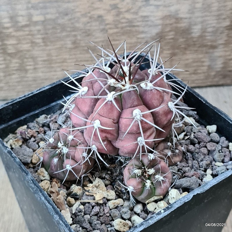 D5691 GYMNOCALYCIUM PFLANSII pot10-H6-W8 cm MaMa Cactus