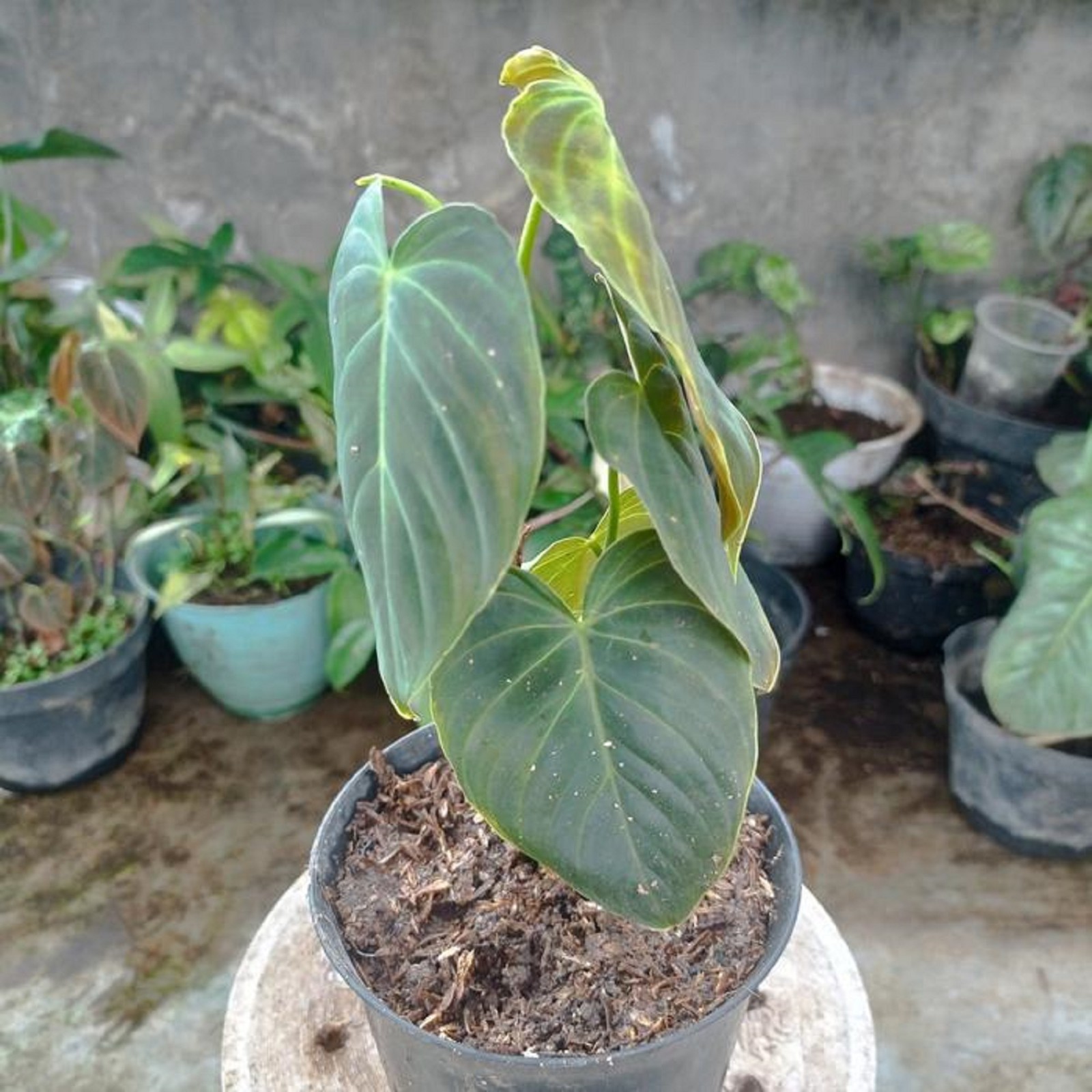 Philodendron Splendid Rare Velvet Climbing Aroid Lush Tropical Houseplant