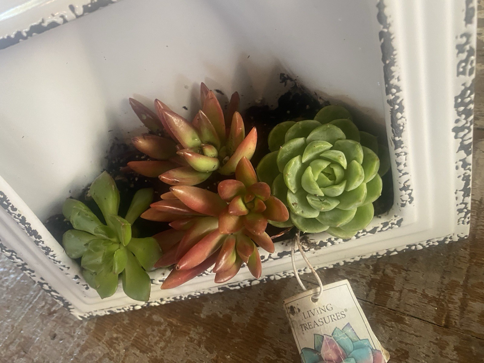 Framed Succulents Live Desk Counter Home Decor Farmhouse Gift Ceramic New Plant