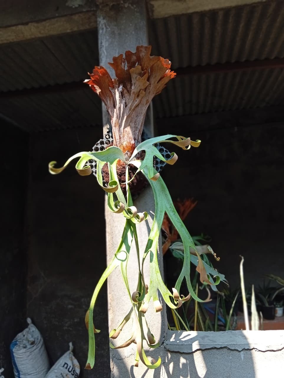 Real Picture Platycerium Willincki Roll Large Size Rare Plant