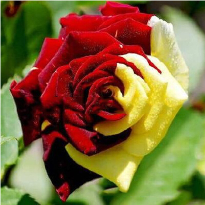 100 Mixed Color Rose Seeds for Garden Planting Varieties of Bush Perennial