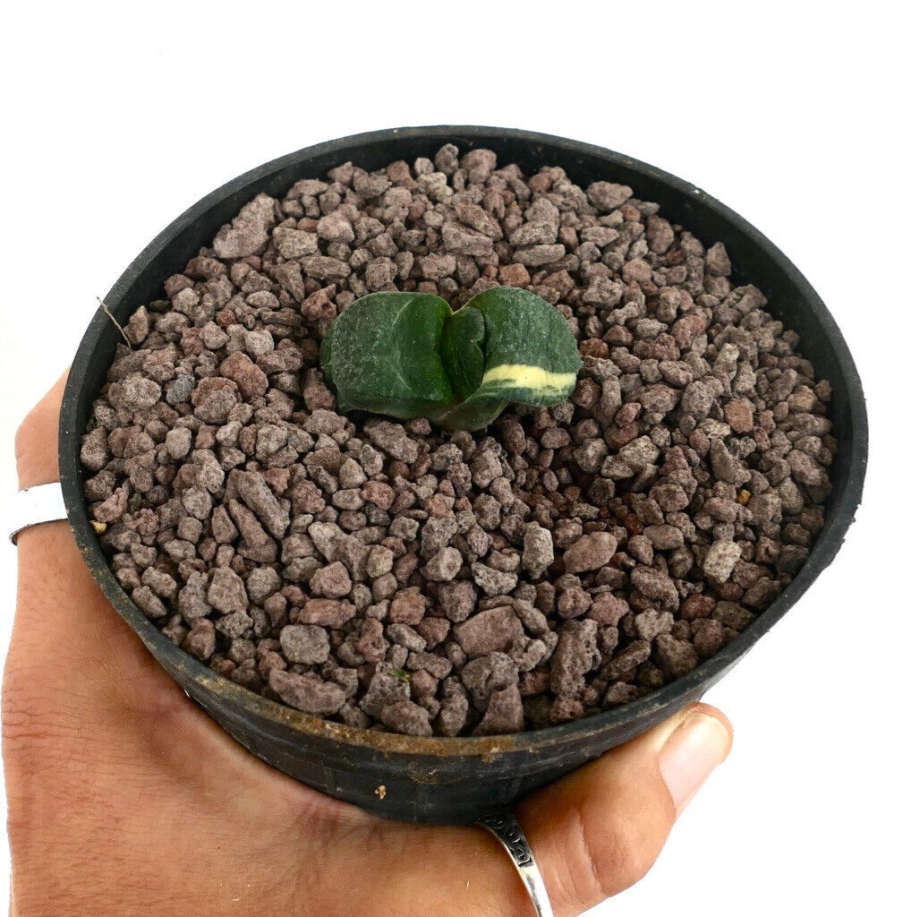 Gasteria armstrongii cv RIO GRANDE –