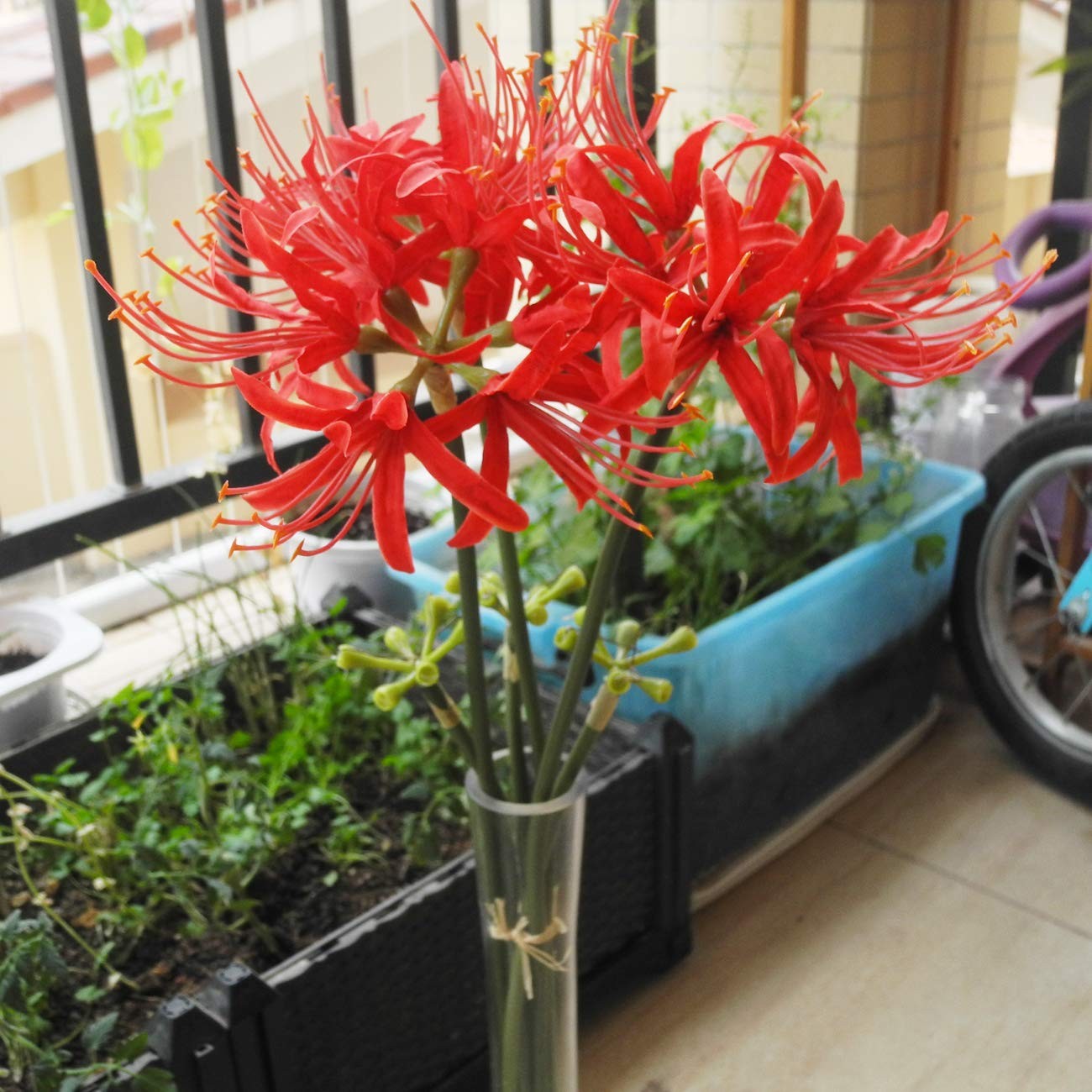3 Stems Red Spider Lilies Artificial Flowers Lycoris Bulbs (Red)