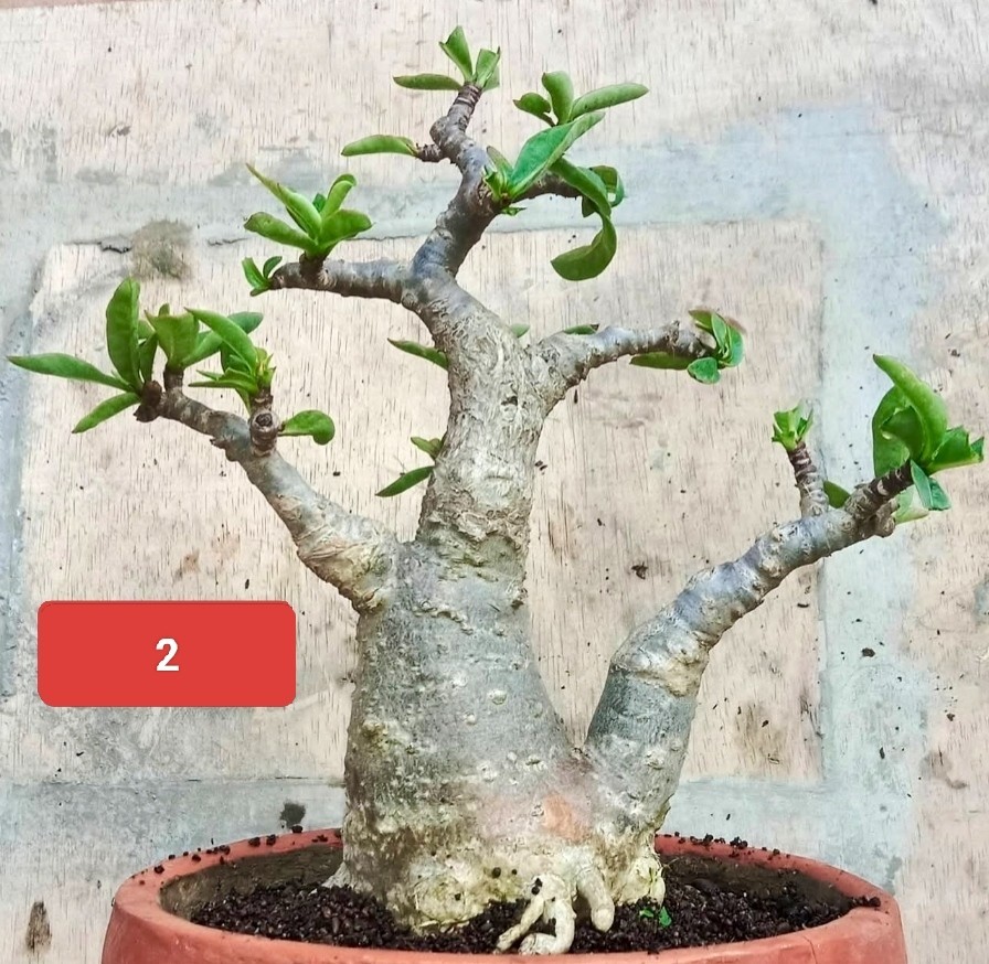 Wholesale 3 Adenium Cutting, RCN, Character, tropical plant,