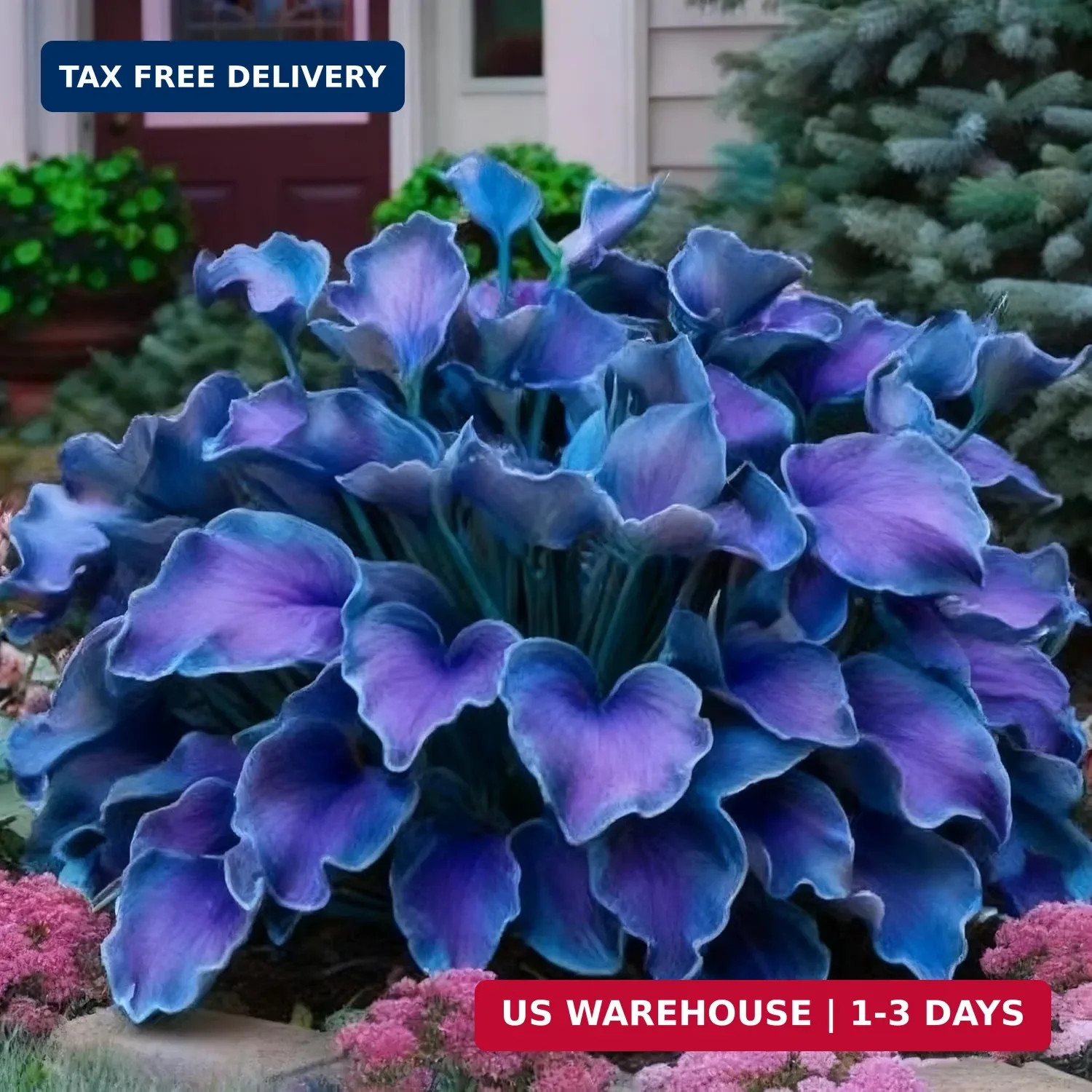 Hosta Seeds for Planting, 310+ Mixed Rare Hosta Seeds, Perennial Flower Palnts,