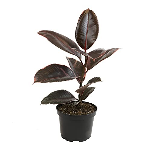Variegated Ficus ” Rubber Plant in 6″ Grower Pot, Real Black Pot Ruby