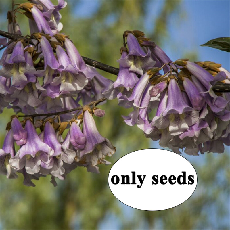 Paulownia Tomentosa – Paulonia – 100 fresh seeds