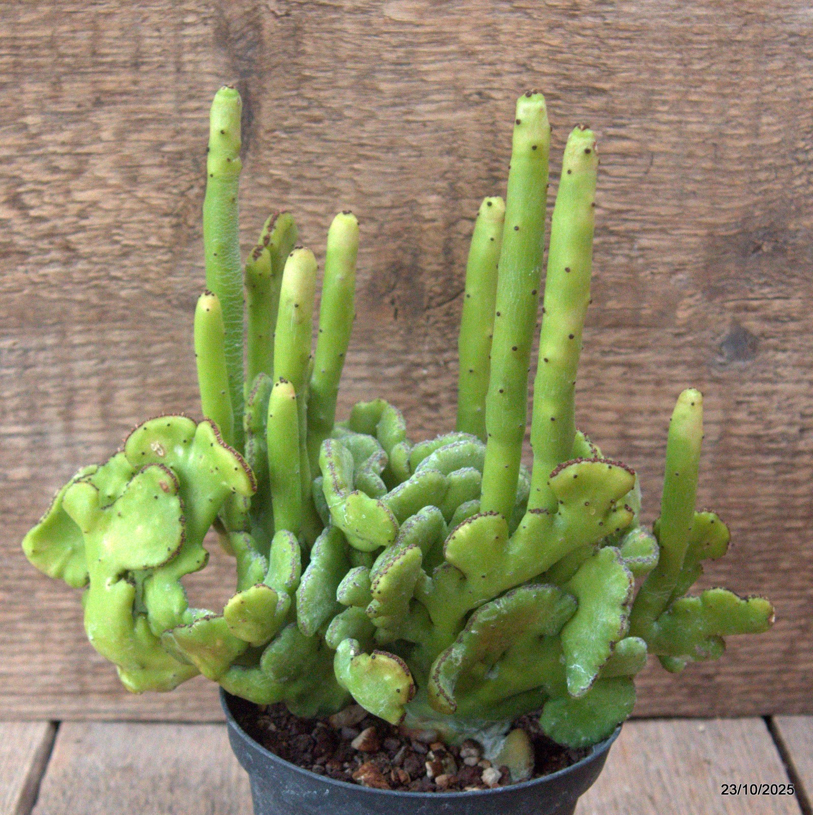 D7127 EUPHORBIA LEUCODENDRON CRESTED pot10-H18-W20 cm MaMa Cactus