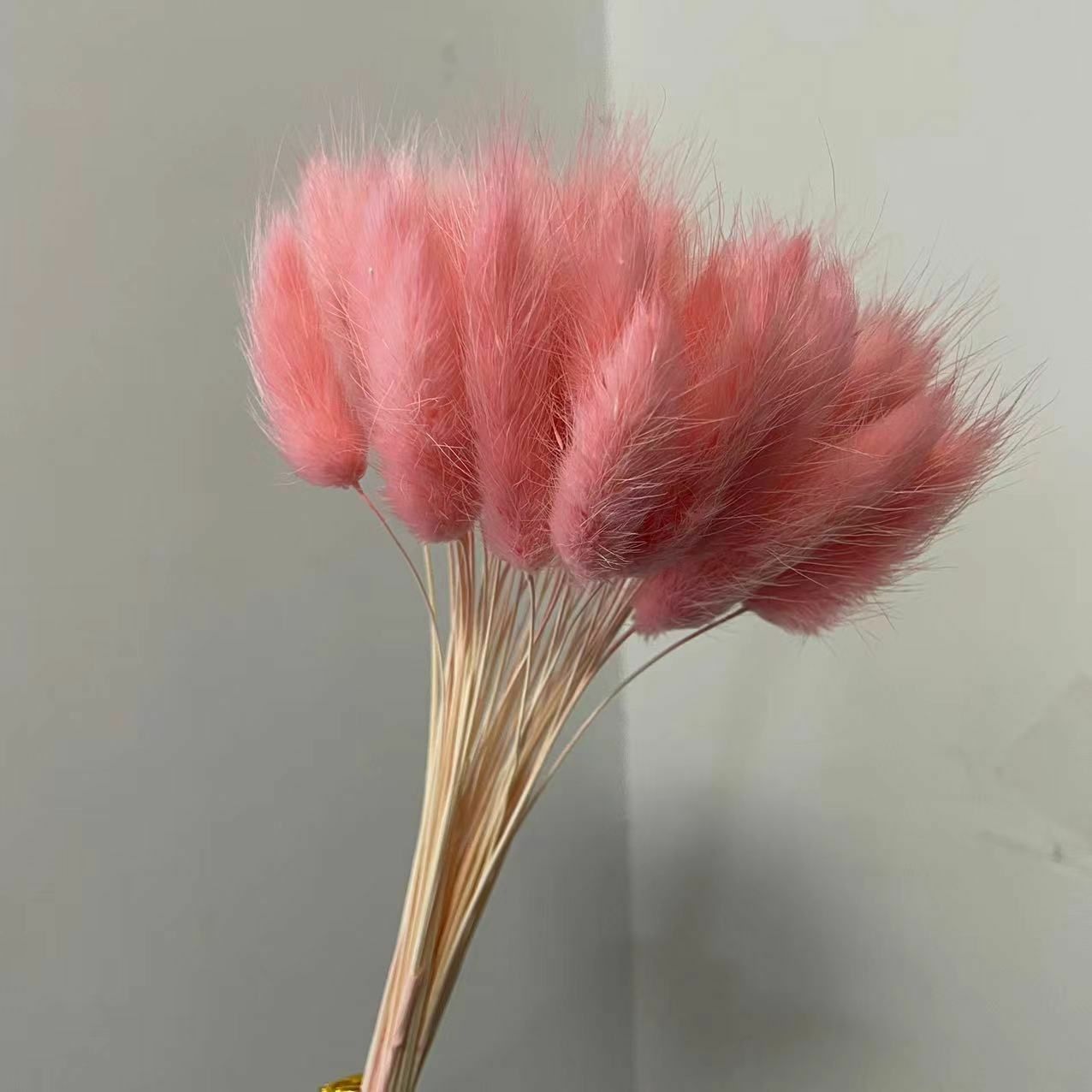 35-40CM 50PCS Dry Bunny Tail Grass Dried Natural Flower Rabbittail DIY Decor NEW