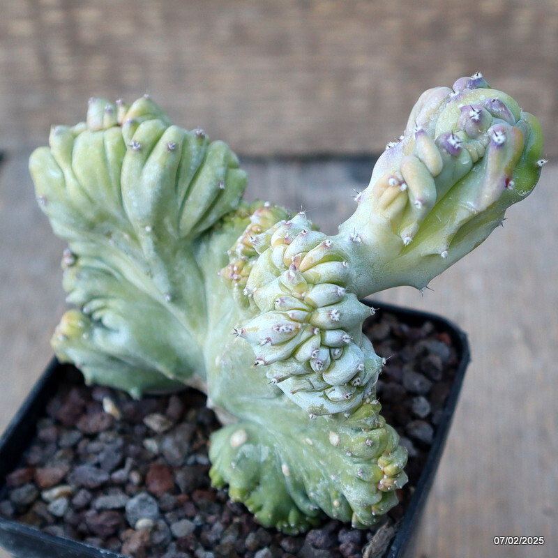 D1497 MYRTILLOCACTUS GEOMETRIZANS STRICTUS pot8-H11-W11 cm MaMa Cactus