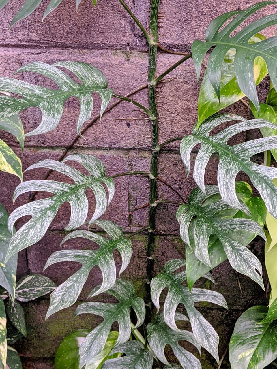 Epipremnum Devil Monster Variegated Big Size Lush Leaf Real Picture