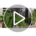 Artificial Ferns for Outdoors & Indoors, 40in Large Faux Ferns 39 Fronds Fake Bo