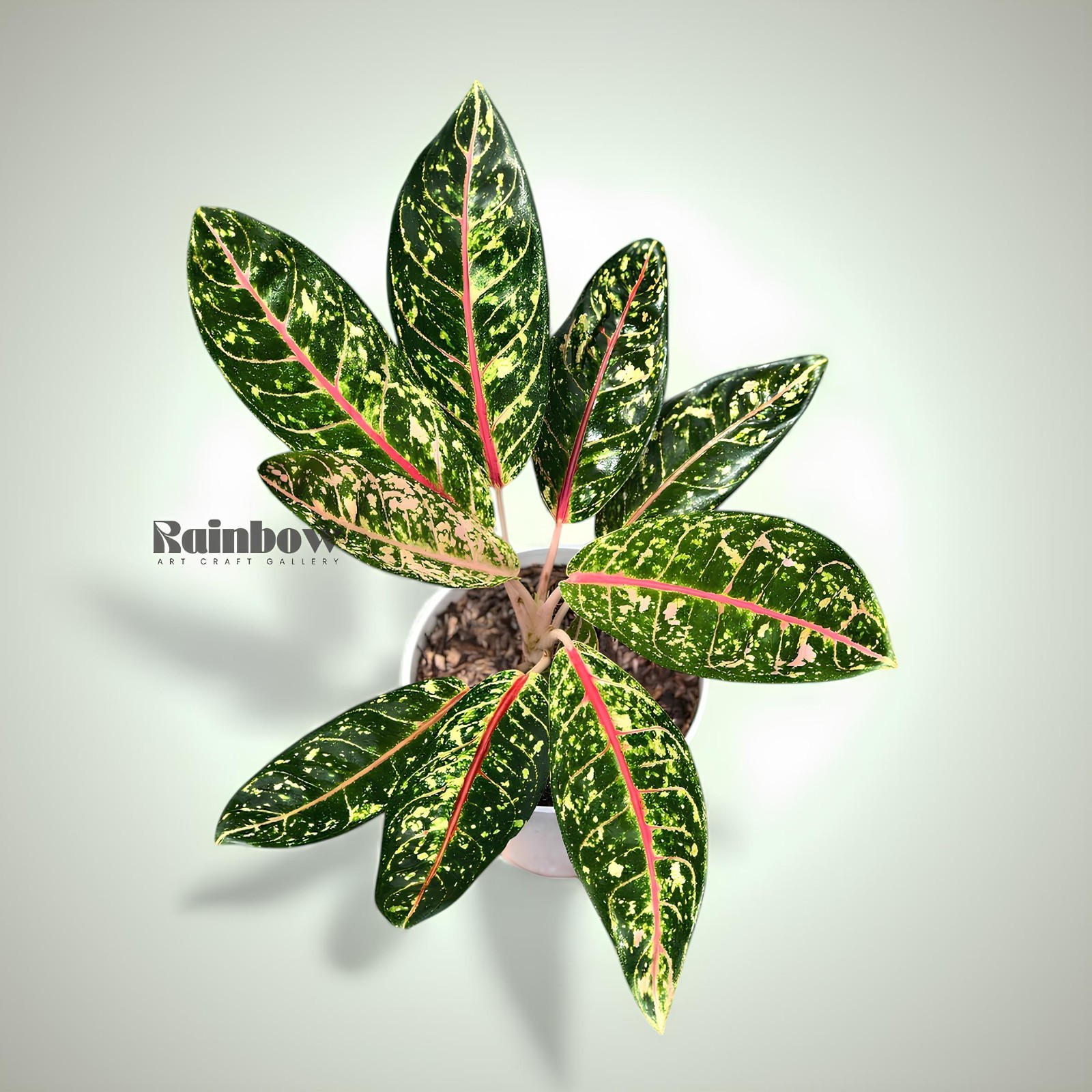 Aglaonema Donacarmen Beatiful Ornamental Plant