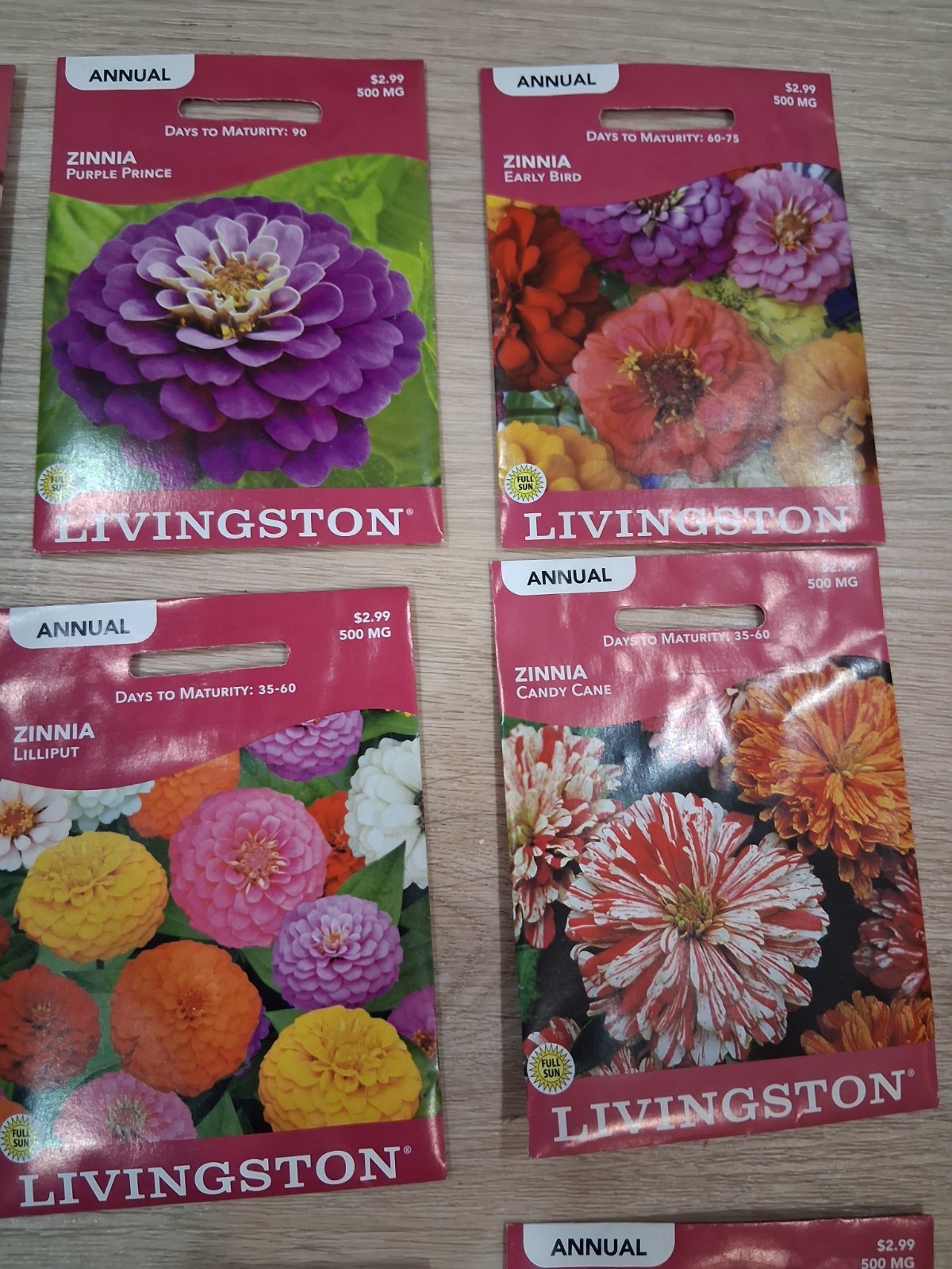 Lot of Zinnia flowers