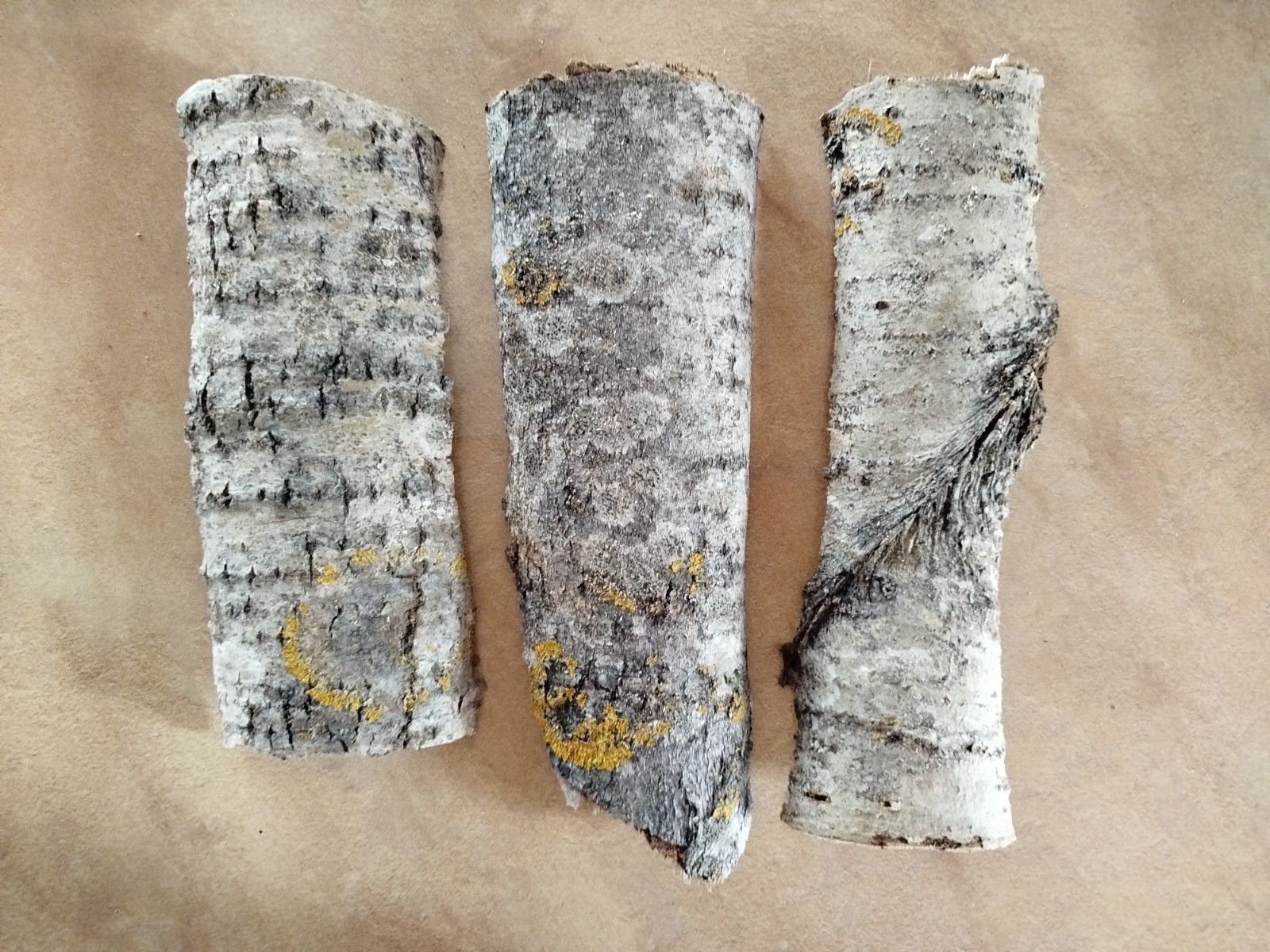 3x large Aspen bark 2026 organic natural dried Populus tremula Eco for Terrarium