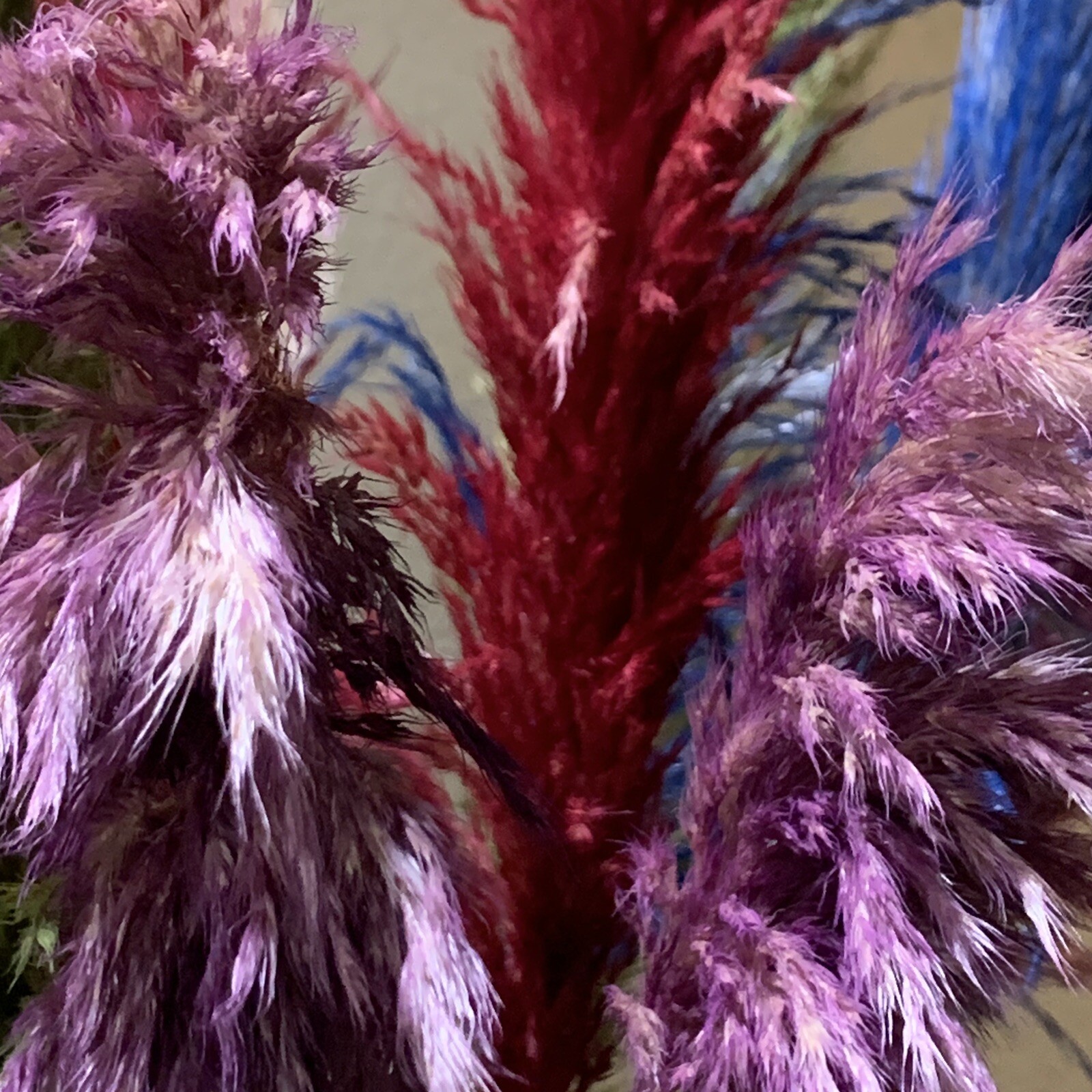 PAMPAS- Box of 10 X (36”) pampas grass stems Red/Blue/Green/Gold/Purple/Yellow