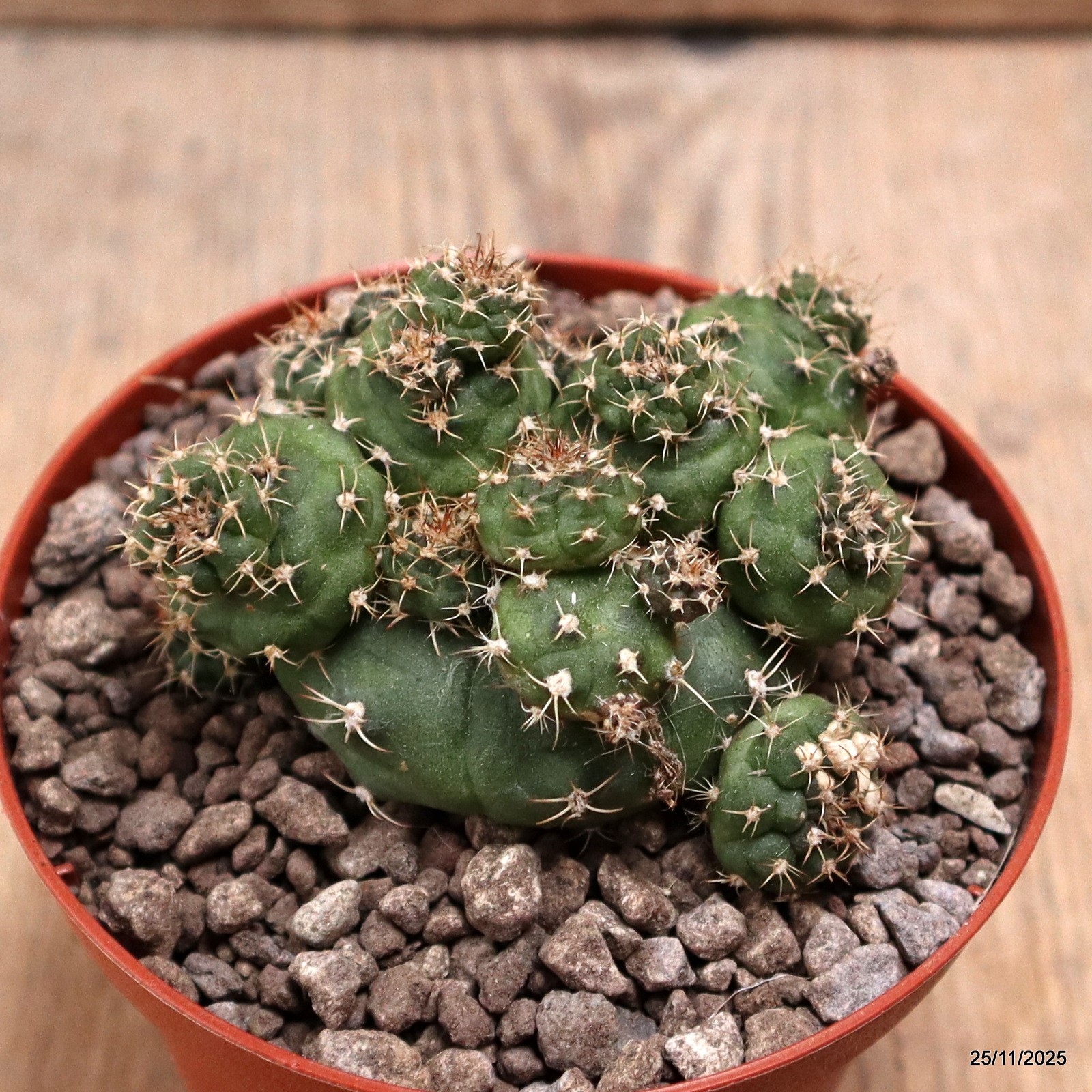 D7487 GYMNOCALYCIUM SP. MONSTER pot10-H6-W8 cm MaMa cactus