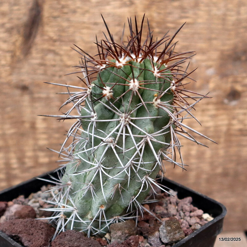 D3736 COPIAPOA PENDULINA pot10-H11-W5 cm MaMa cactus
