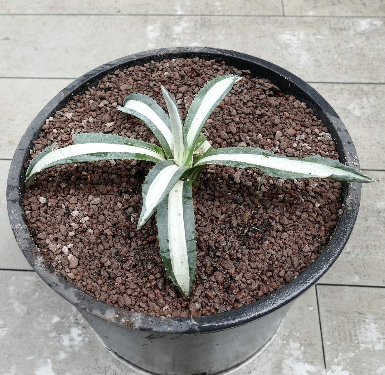 Agave americana MEDIOPICTA ALBA WHITE VARIEGATED 34cm – Century plant | American