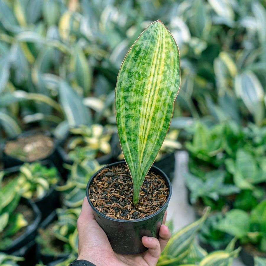 Sansevieria Masoniana Yellow Variegated Strip Beautiful Uniqe Snake Plant