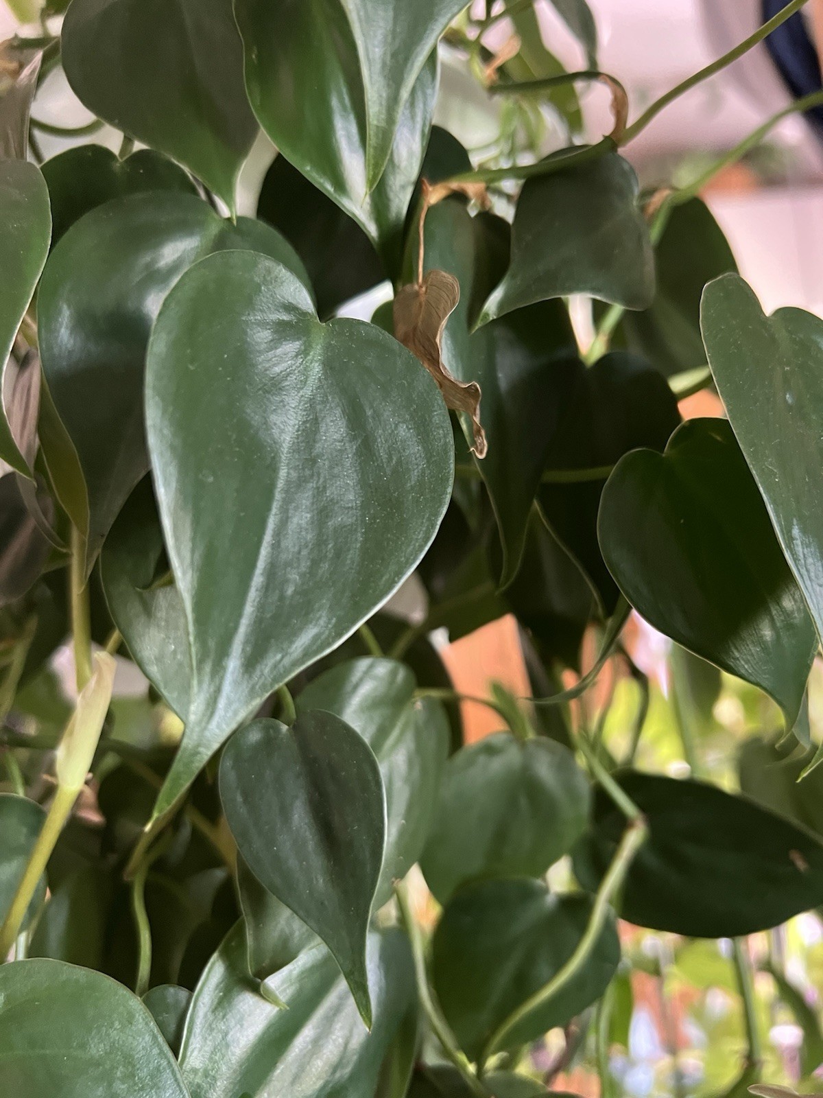Bundle of 8 Unrooted Plant Cuttings – Philodendron, Pothos Varieties
