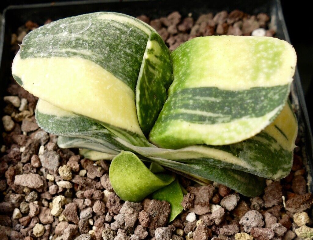 Gasteria armstrongii cv CLEOPATRA VARIEGATED A91 –