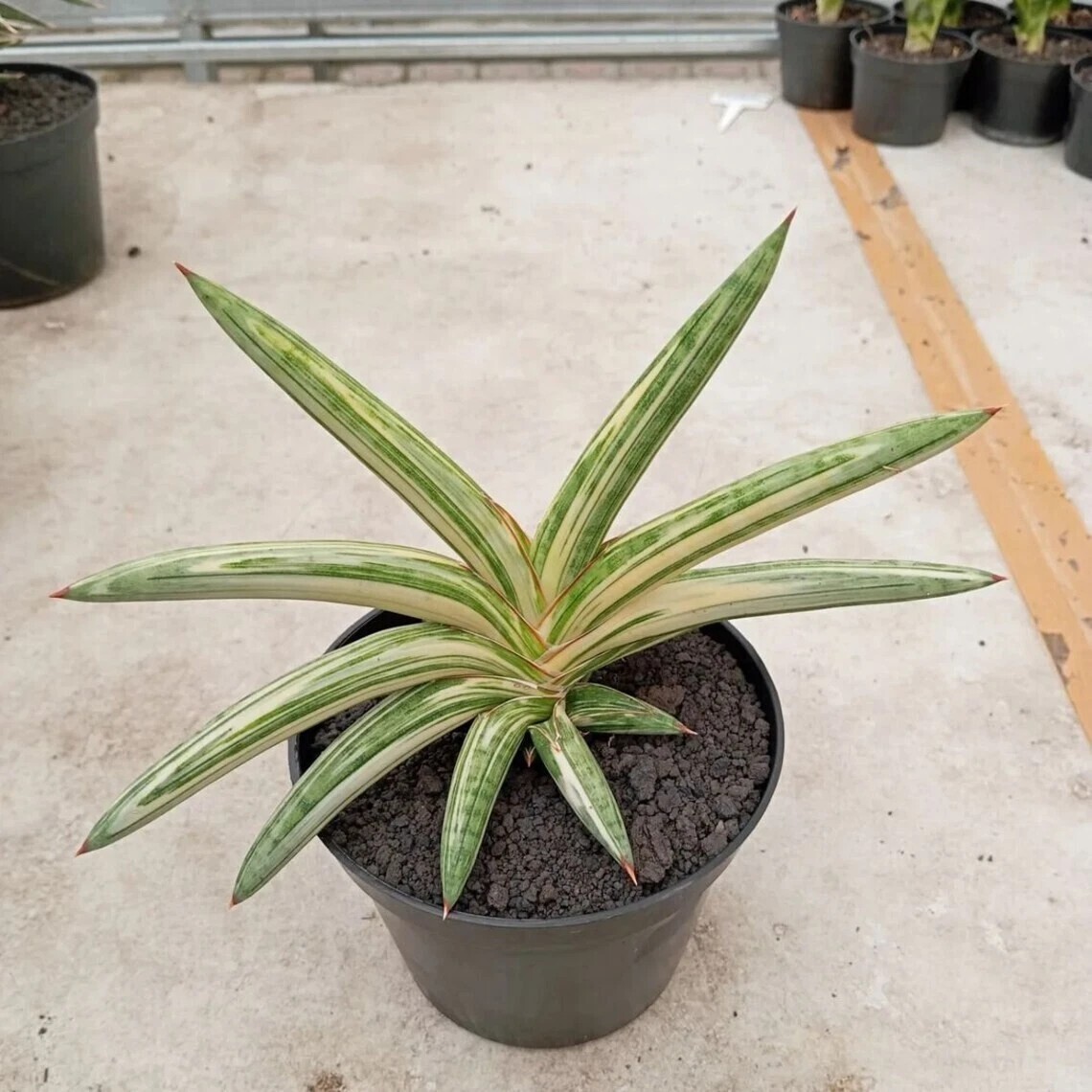 Real Pict Sansevieria Blue Clone Variegated Big Size Rare plant