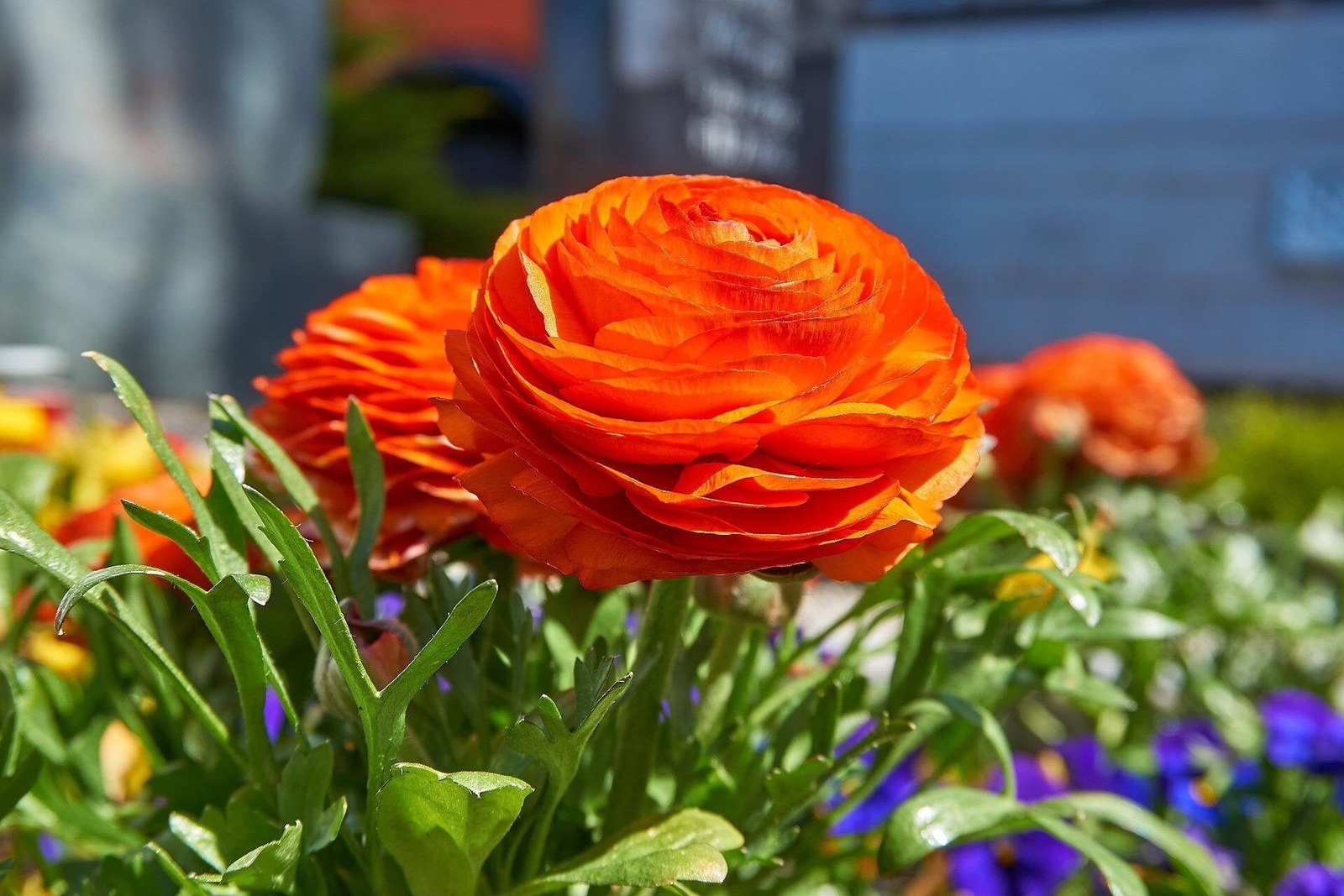 Ranunculus asiaticus ‘Tecolote Sunset’ Persian Buttercup Bulbs Tubers Deer &