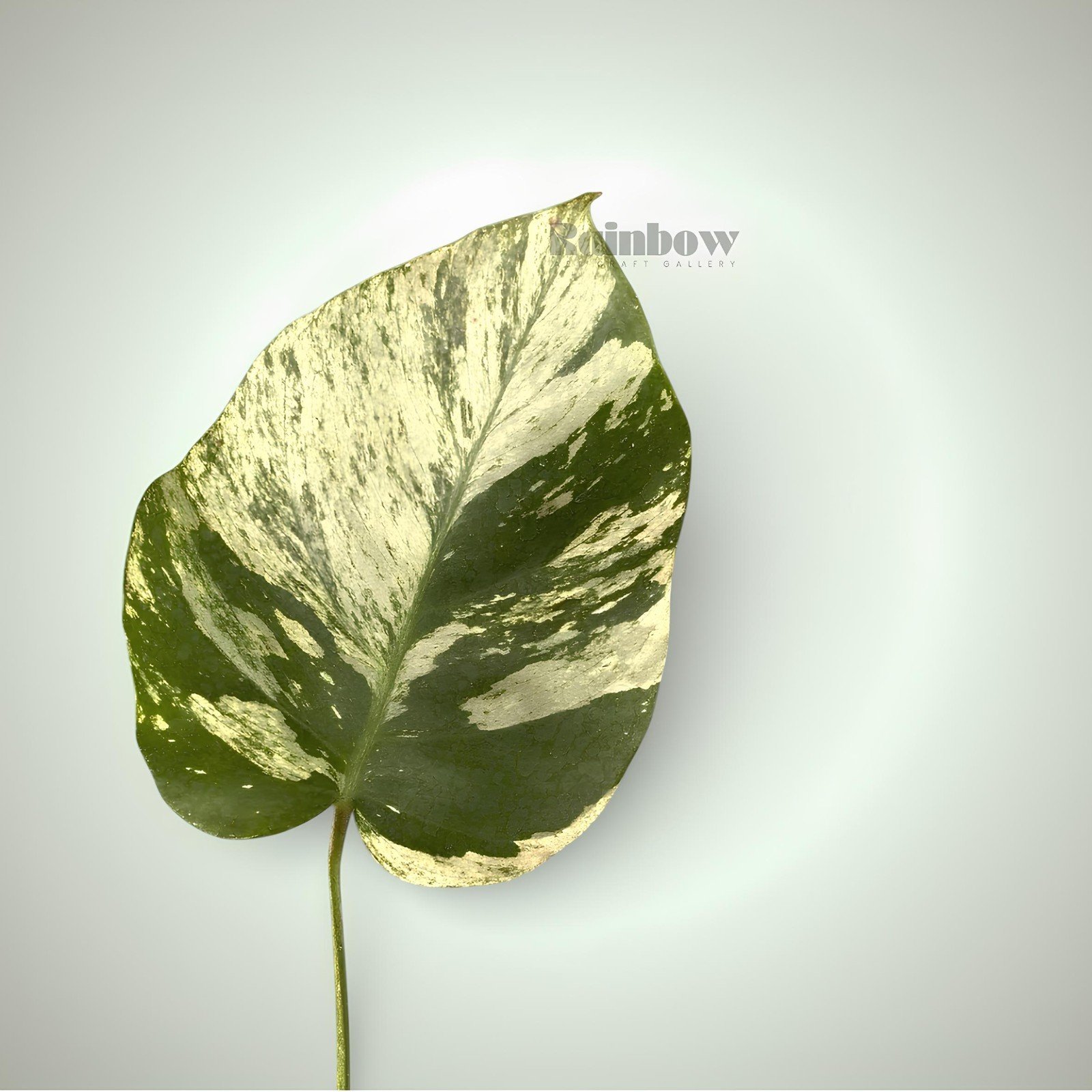 Monstera Mint Cutting Ornamental Plant