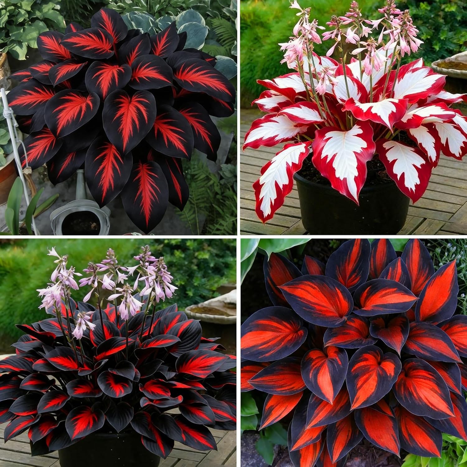 Hosta Seeds for Planting, 210+pcs Rare Perennial Hosta Flower Seeds Plants, Non-