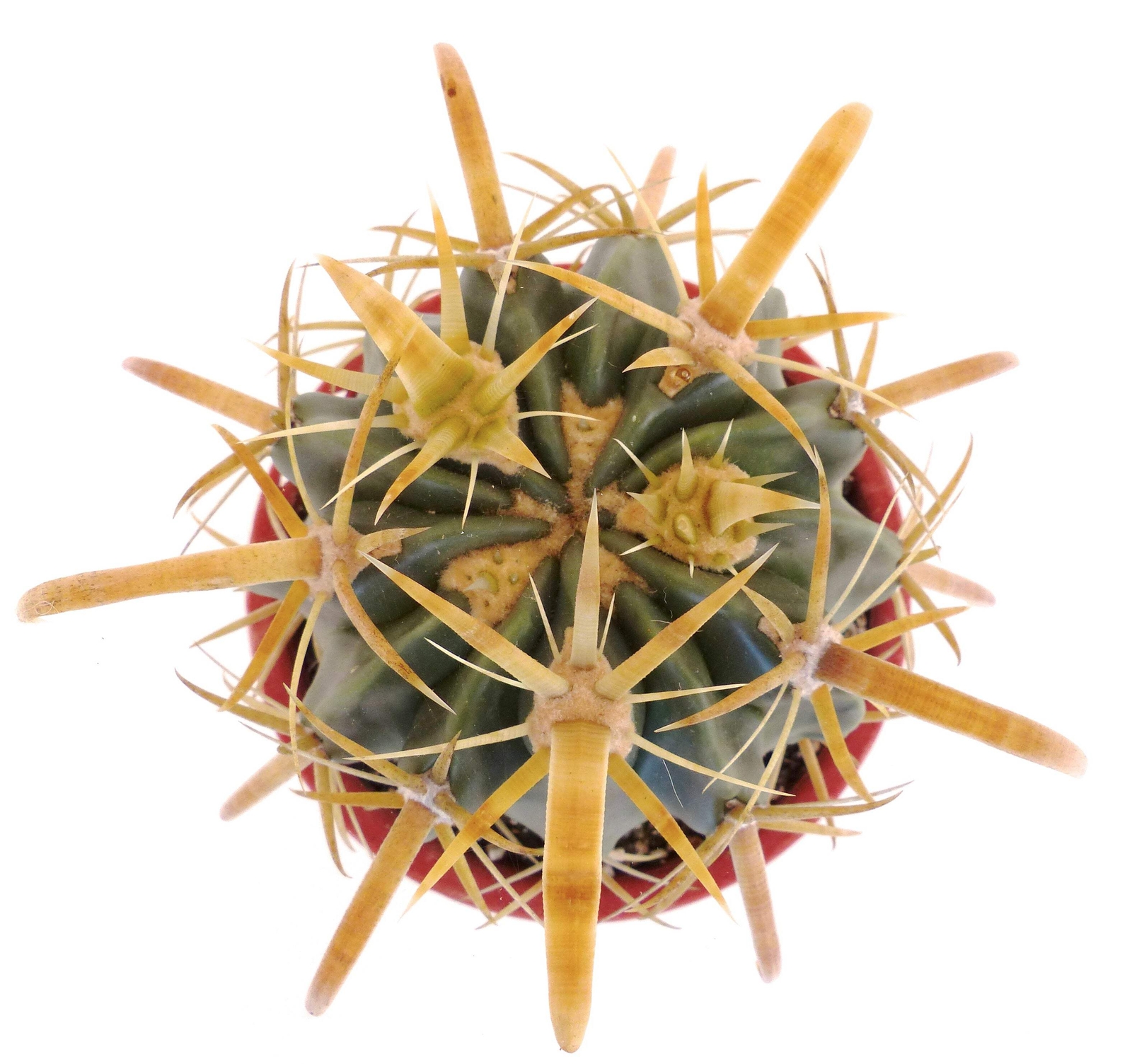 Ferocactus latispinus var. flavispinus – Yellow-spined fishhook barrel cactus |