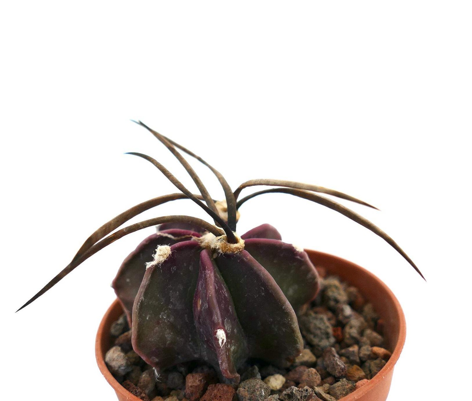 Astrophytum capricorne cv SUPER BUFFALO RR7 – Goat’s horn cactus | Star cactus