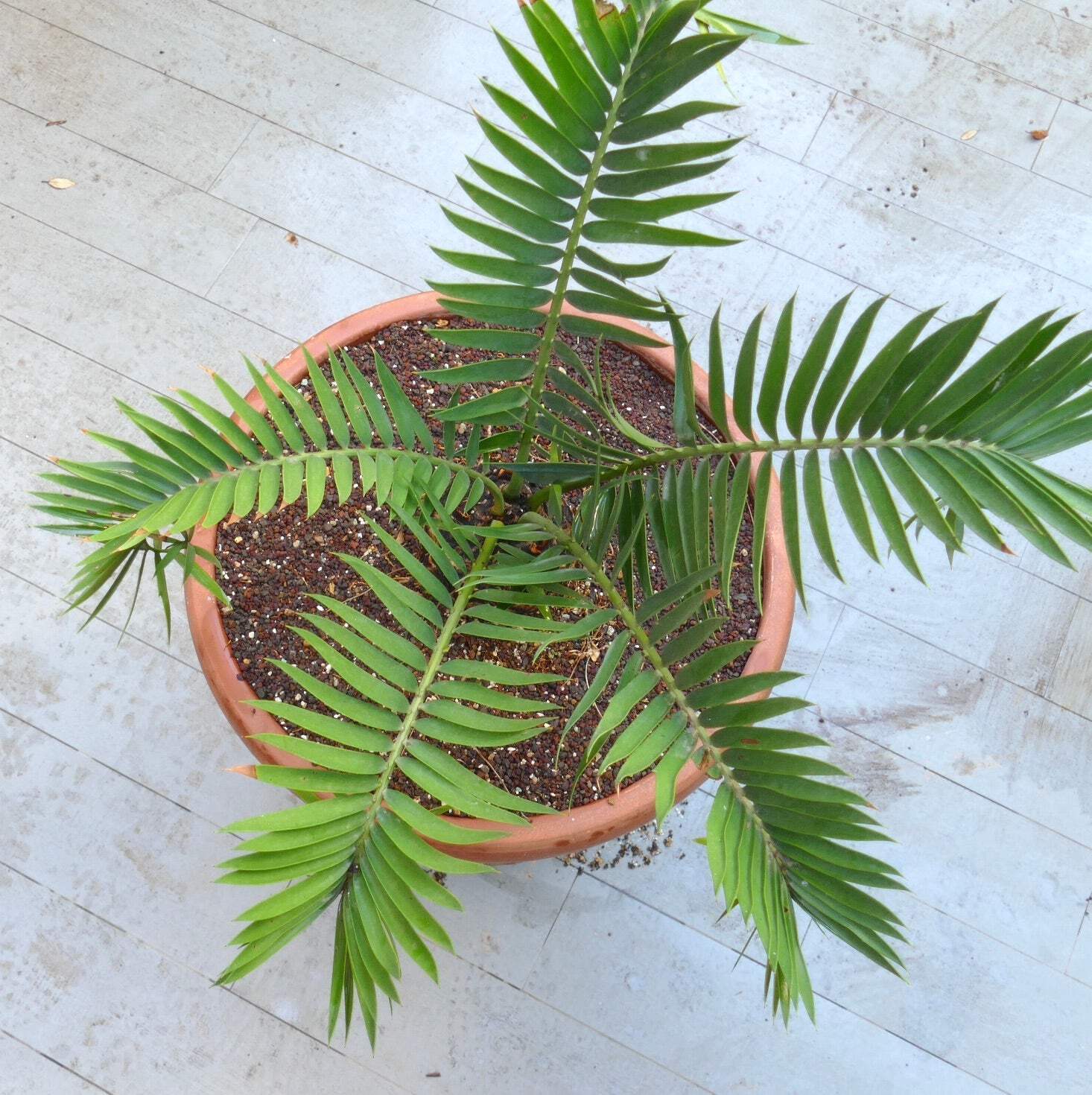 Encephalartos lebomboensis X longifolius 12x11cm CAUDEX – NO latifrons hirustus