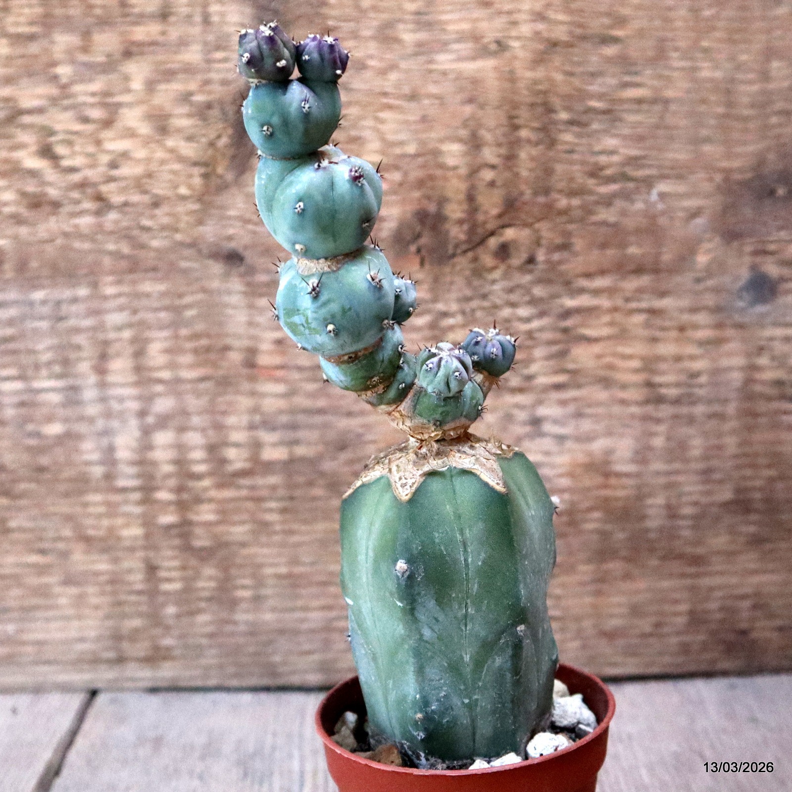 D7989 MYRTILLOCACTUS GEOMETRIZANS STACKER MONSTER GRAFT. pot6,5-H18-W5,5 cm MaMa