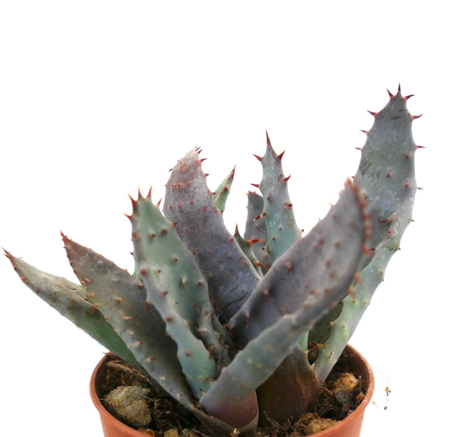 Aloe spectabilis BLUE FORM full pot K3R – Spectacular aloe | Tree aloe