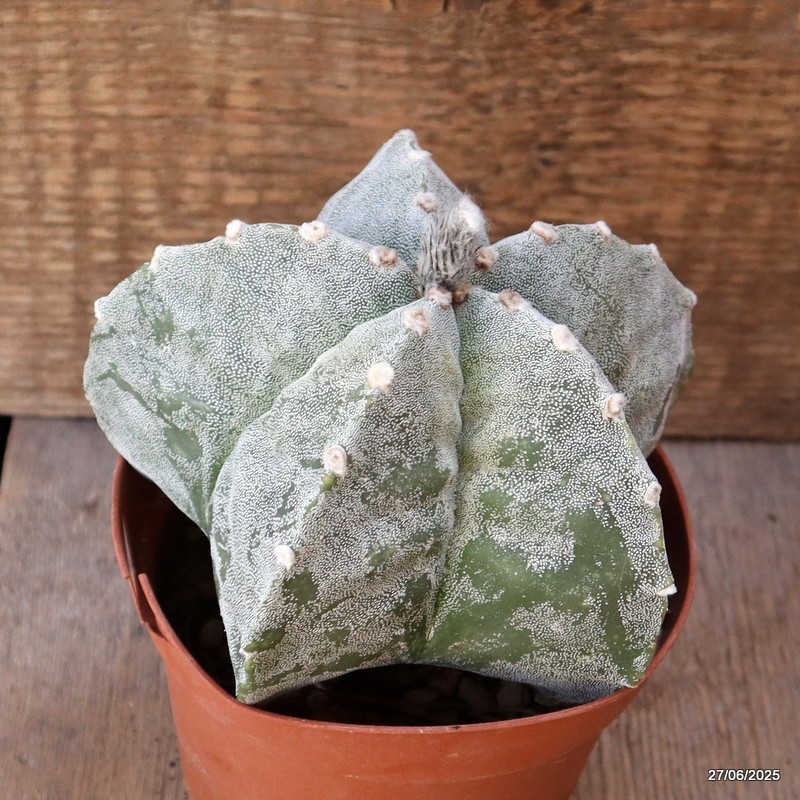 D4901 ASTROPHYTUM MYRIOSTIGMA ONZUKA pot12-H10-W13 cm MaMa Cactus