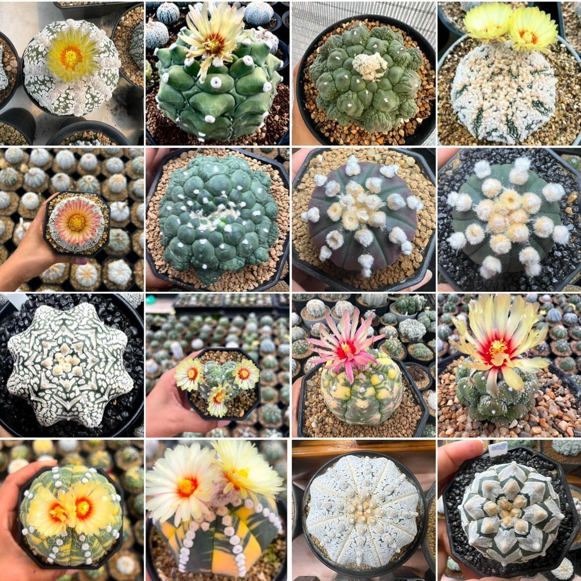 Astrophytum asterias mix -Tailand- 100seds harvest 2024