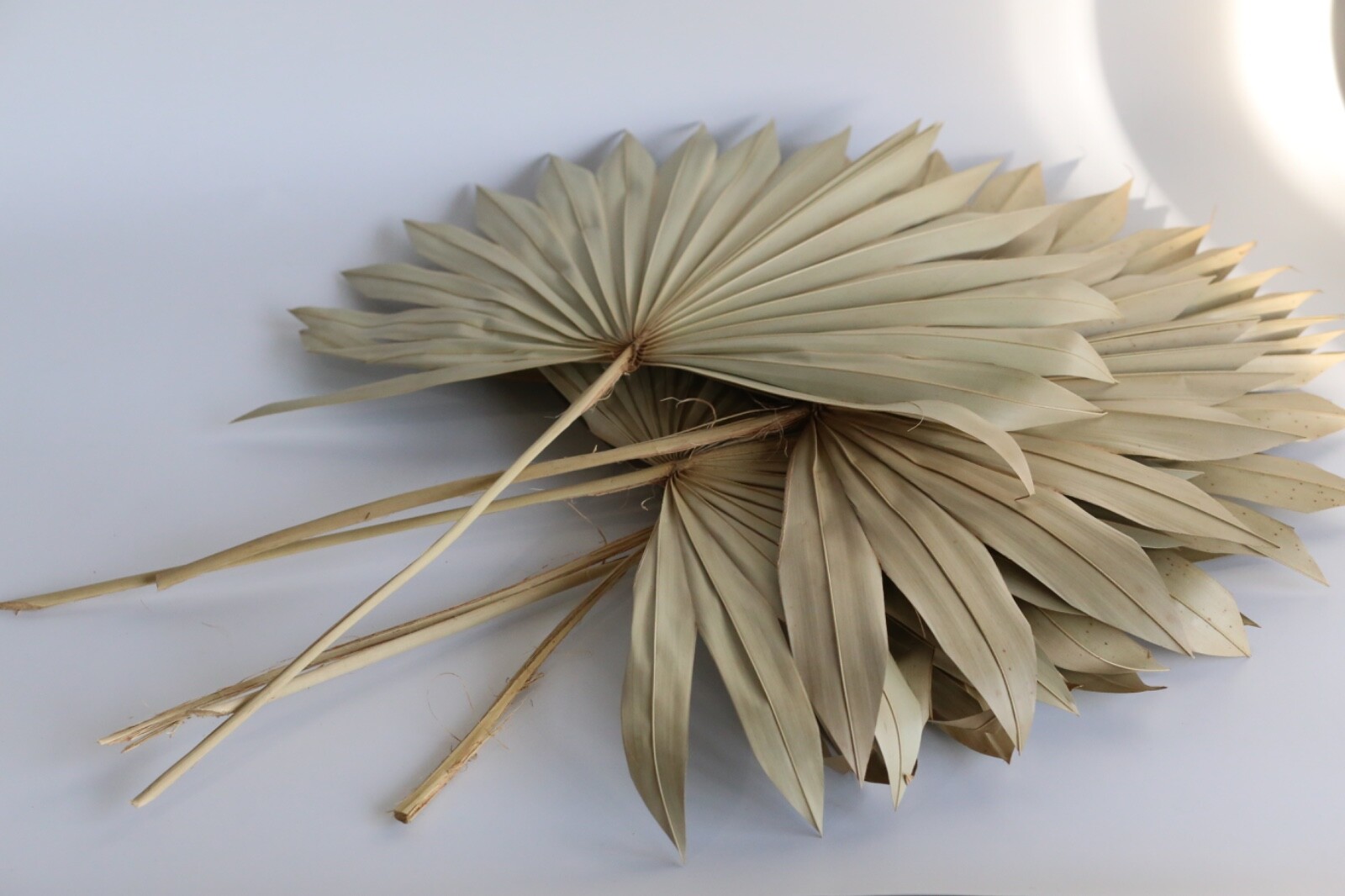 S/6 Palm Frond Spear Botanical Dried Stems